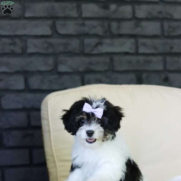Lana, Cavachon Puppy